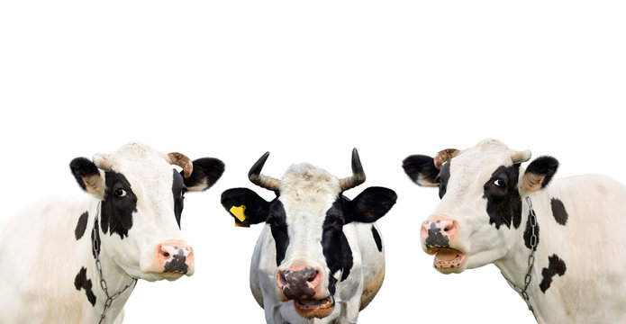 Three funny cow isolated on a white background. Portrait of three cute cows. Group of cows talk to each other