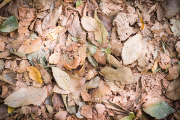 Top view of fallen autumn tree leaves.