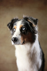 Australian Shepherd mit blauen Augen im Studio