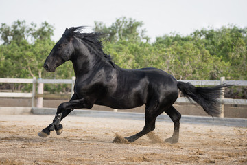 Black gallop