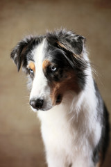 Australian Shepherd mit blauen Augen im Studio