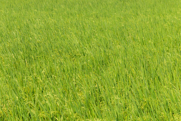 Background of Paddy rice green leaf field