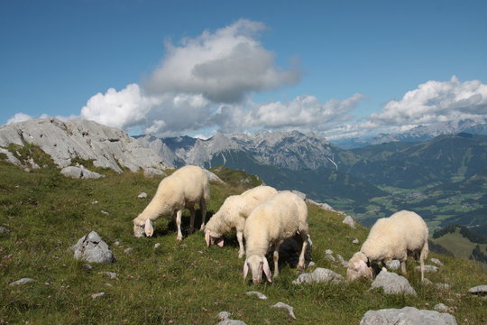 gl&uuml;ckliche schafe auf der alm