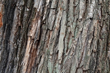 Fototapeta premium Bark