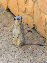 meerkat standing afternoon on sand under the sun