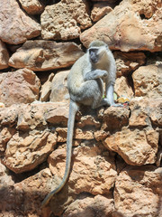 Chlorocebus aetniops sitting on a rock
