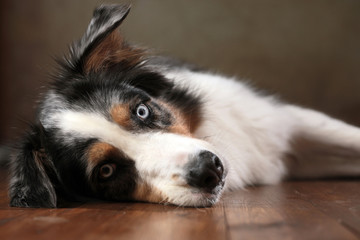 Australian Shepherd mit blauen Augen im Studio