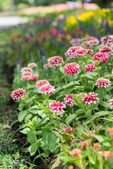 Fototapeta premium close up pink and white Chrysanthemum or Dendranthemum grandiffl