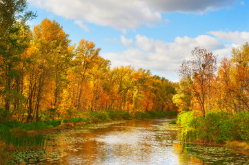 Fototapeta premium River in the fall