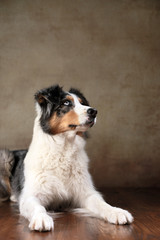 Australian Shepherd mit blauen Augen im Studio