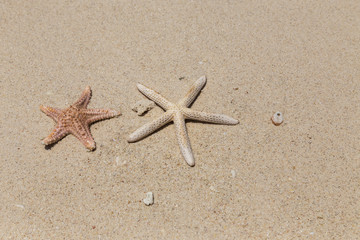 Fototapeta na wymiar starfishs on the sandy beach 
