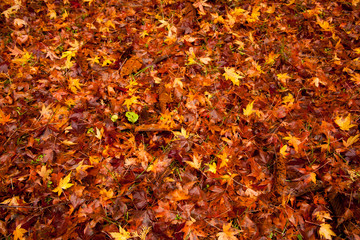 落ち葉