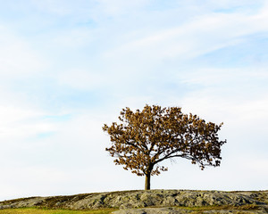 A lonly tree