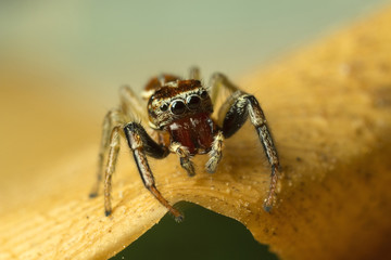 Larger than life-size macro photo of a spider