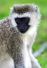 Vervet monkey in the savannah