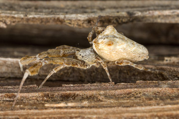 Larger than life-size macro photo of a spider