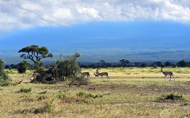 Fototapeta na wymiar Grant's gazelle in the savannah