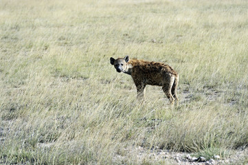 Hyenas in the savannah
