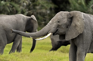 Obraz premium Elephants in the savannah