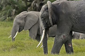 Fototapeta premium Elephants in the savannah