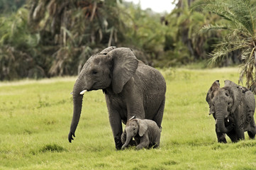 Elephants in the savannah
