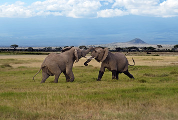 Fototapeta na wymiar Elephants in the savannah