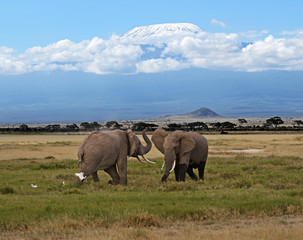 Obraz premium Elephants in the savannah