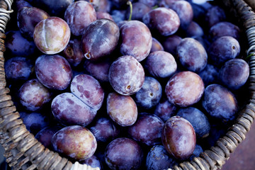 Ripe organic plums (Blackthorns)   