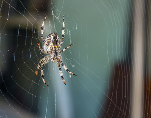 Spider on a web. Macro