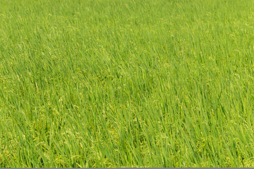 Background of Paddy rice green leaf field