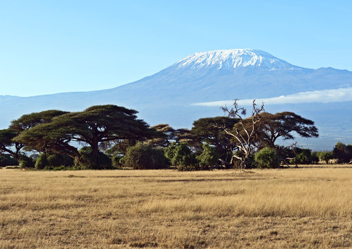 African savanna in Kenya
