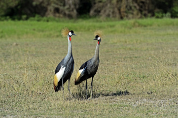 Crowned Crane in Kenya