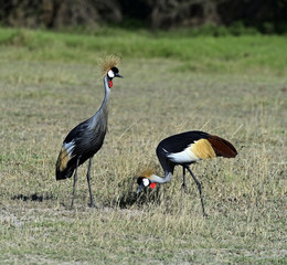 Crowned Crane in Kenya