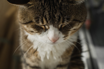 Katze auf der Fensterbrett