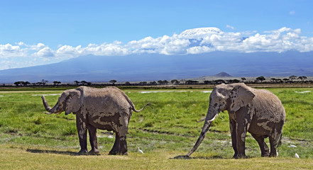 Fototapeta premium Elephants in the savannah