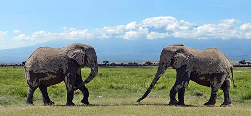 Fototapeta premium Elephants in the savannah