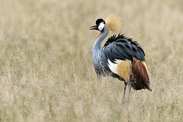 Crowned Crane in Kenya