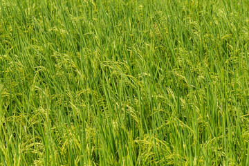 Background of Paddy rice green leaf field
