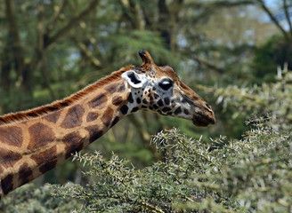 Giraffe in the savannah