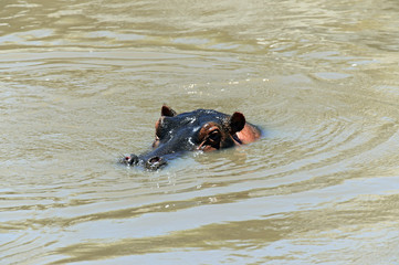 Fototapeta premium Hippo in the African savannah