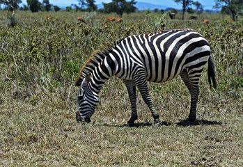 Zebra in the savannah