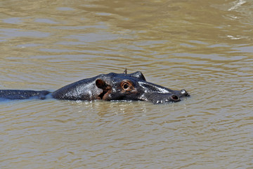 Fototapeta premium Hippo in the African savannah