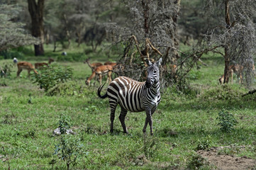 Fototapeta na wymiar Zebra in the savannah