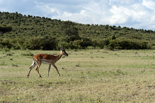 Grant's gazelle in Africa