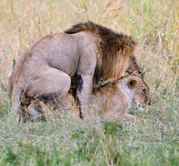 Portrait of African lion