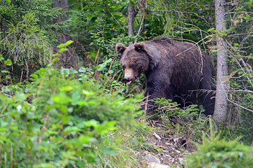 Brown Bear in the woods