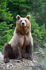 Obraz na płótnie Canvas Brown Bear in the woods