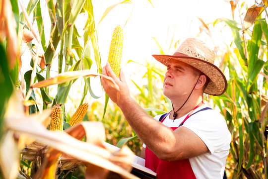 Farmer checking his cornfield