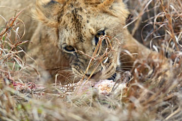 Portrait of young Lion
