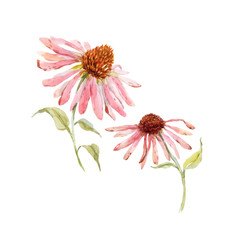 Watercolor pink echinacea flower - obrazy, fototapety, plakaty